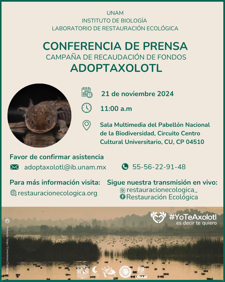 Mañana 
Mañana 
Mañana 
A las 11 am
Lanzamos la 3a temporada de #AdotpaAxolote
Si te importa #Xochimilco y quieres que los #Axolotes no sean solo una imagen de $50 pesos
Apoya a los chinamperos mañana te decimos cómo.