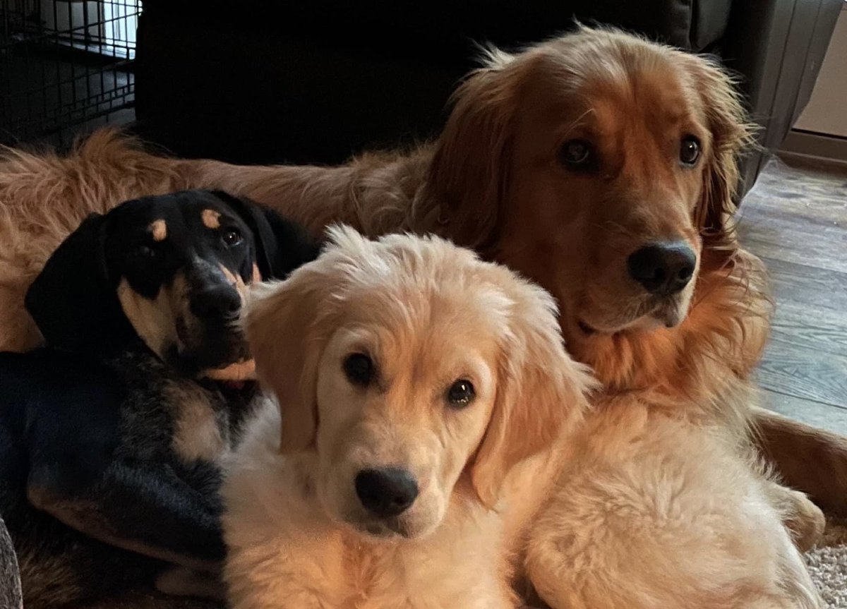 AllRed, White & Blue tweet media