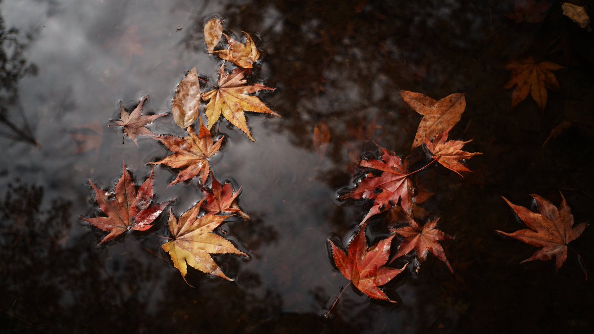 VILTROX AF 28mm F4.5 FE
A7RM5
FL