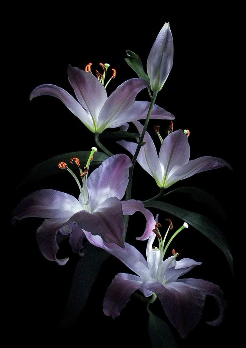 flowerofzaun's tweet photo. 𝙄’𝙫𝙚 𝙜𝙧𝙤𝙬𝙣 𝙖 𝙢𝙤𝙪𝙩𝙝 𝙨𝙤 𝙨𝙝𝙖𝙧𝙥 𝙖𝙣𝙙 𝙘𝙧𝙪𝙚𝙡.. 𝙄𝙩’𝙨 𝙖𝙡𝙡 𝙄 𝙘𝙖𝙣 𝙜𝙞𝙫𝙚 𝙮𝙤𝙪 𝙢𝙮 𝙙𝙚𝙖𝙧..

⋅•⋅⋅•⋅⊰⋅•⋅⋅•⋅⋅•⋅⋅•⋅∙∘☽༓☾∘∙•⋅⋅⋅•⋅⋅⊰⋅•⋅⋅•⋅⋅•⋅⋅•⋅ https://t.co/jkEOimZDBA