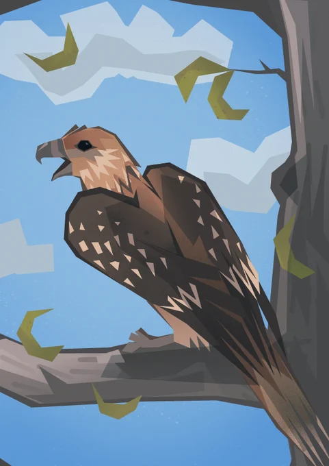 Whistling kite 