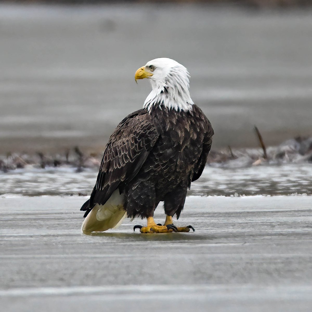 One of my favorite eagle photos I took. Caught him walking on the ice of a lake a few years ago.