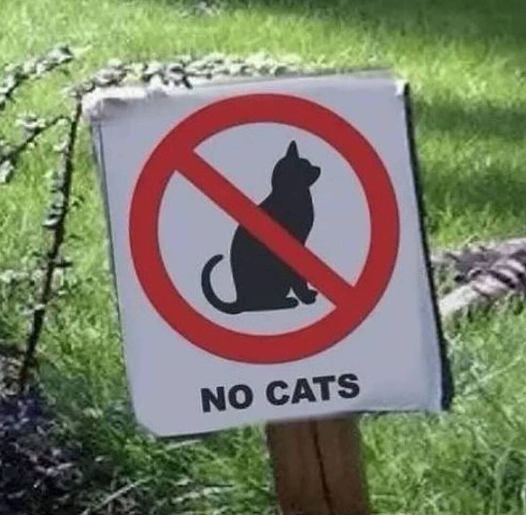 PunchingCat's tweet image. rules are meant to be broken