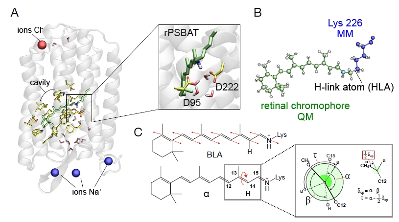 INOUE lab. (ISSP, Univ. Tokyo) (@labinoue) on Twitter photo A new paper on a spectroscopic and theoretical study of the quantum-mechanical dynamics of voltage-sensitive fluorescent AR3 variants was published in Chem. Sci.!🥳🎉Energy barrier of retinal bond twisting is essential.
pubs.rsc.org/en/content/art…
<a href="/ChemicalScience/">Chemical Science</a> #OpenAccess A new paper on a spectroscopic and theoretical study of the quantum-mechanical dynamics of voltage-sensitive fluorescent AR3 variants was published in Chem. Sci.!🥳🎉Energy barrier of retinal bond twisting is essential.
pubs.rsc.org/en/content/art…
<a href="/ChemicalScience/">Chemical Science</a> #OpenAccess