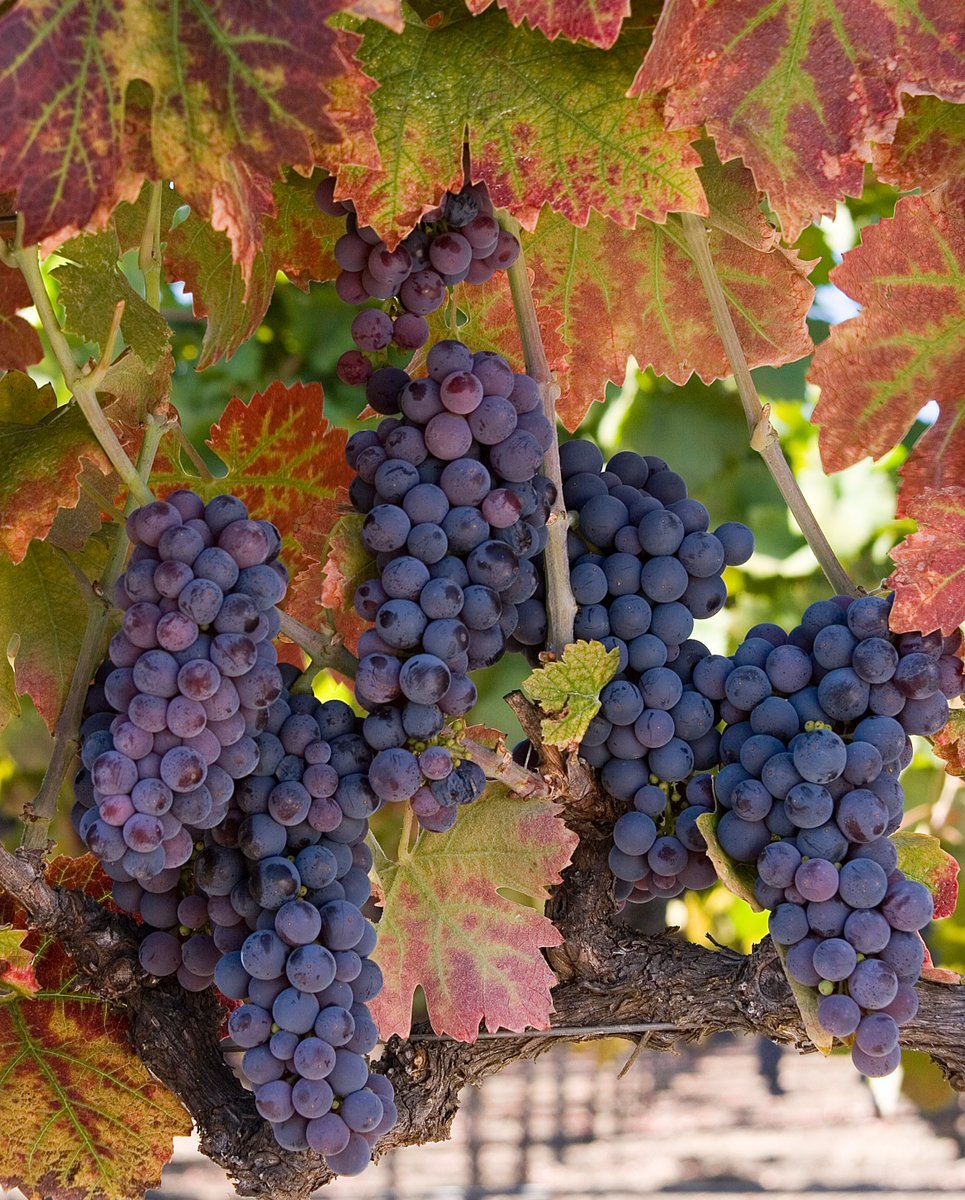 Cheers to National Zinfandel Day! From the hills of Napa Valley to the sun-soaked Sierra Foothills, this bold grape thrives in our unique terroir. 🍇 It's also the third-leading winegrape variety in the state, making it a true California icon.