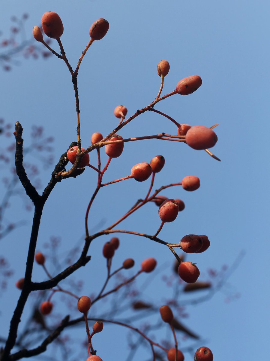 t_NickAkers's tweet image. During the pandemic I decided to post 1 photo per day, to share what I found beautiful. Over the years this simple thing became a surprisingly rich, connective experience. I plan to continue. From now on I will do so on Blu*sky.
It&apos;s better. Hope to see you there🙏