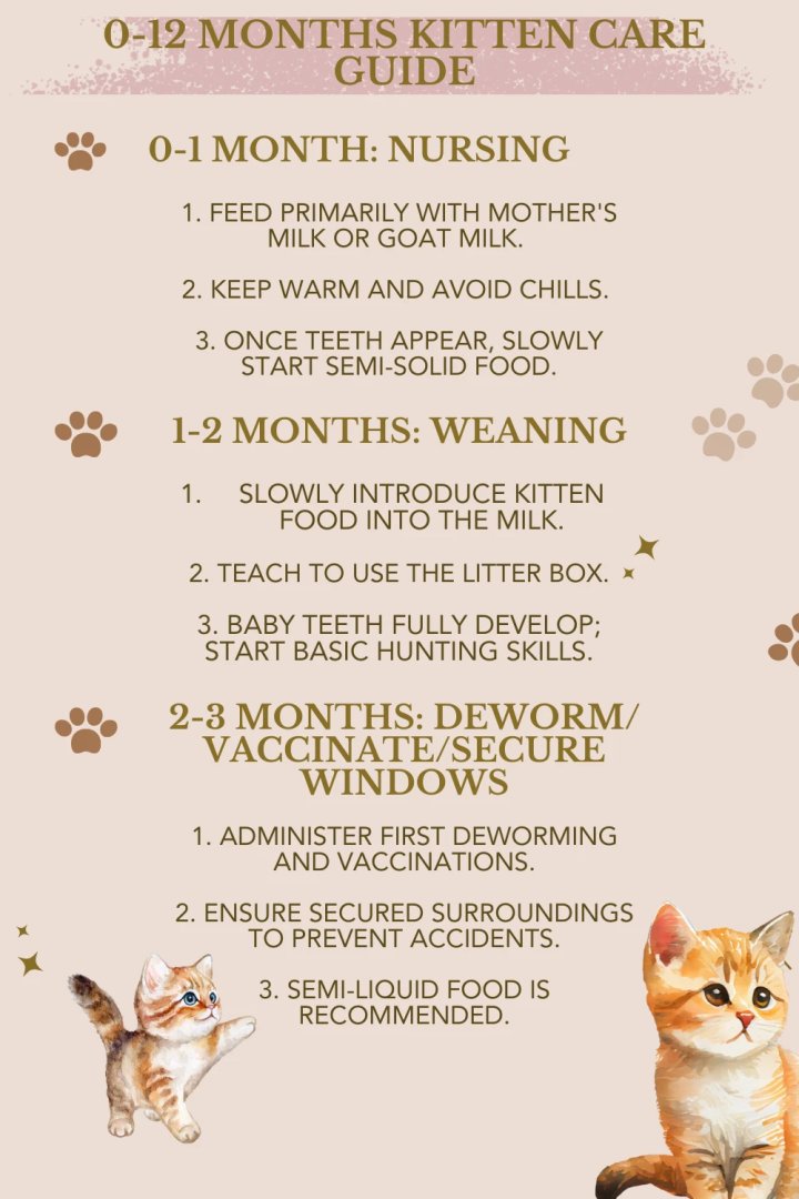 New kitten? You've got this!

Your kitten's first year: A checklist.

#boisepetsitters #boisepetsitting #petsitting #pets #dogs #dogwalking #cats #boisedogs #boisecats #catsitting #boiseidaho