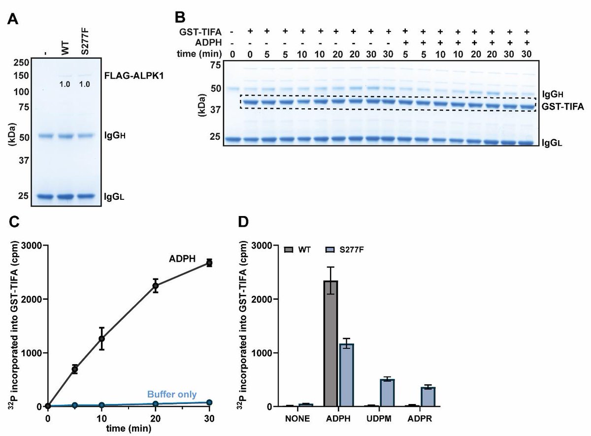 Bio-protocol (@bioprotocolbyte) on Twitter photo Quantitative Measurement of the Kinase Activity of Wildtype ALPK1 and Disease-Causing ALPK1 Mutants Using Cell-Free Radiometric Phosphorylation Assays: bio-protocol.org/en/bpdetail?id…
Work by <a href="/TWSnelling/">Tom Snelling</a> at the <a href="/dundeeuni/">University of Dundee</a>.
#Reproducibility #LifeSciences #Biochemistry Quantitative Measurement of the Kinase Activity of Wildtype ALPK1 and Disease-Causing ALPK1 Mutants Using Cell-Free Radiometric Phosphorylation Assays: bio-protocol.org/en/bpdetail?id…
Work by <a href="/TWSnelling/">Tom Snelling</a> at the <a href="/dundeeuni/">University of Dundee</a>.
#Reproducibility #LifeSciences #Biochemistry