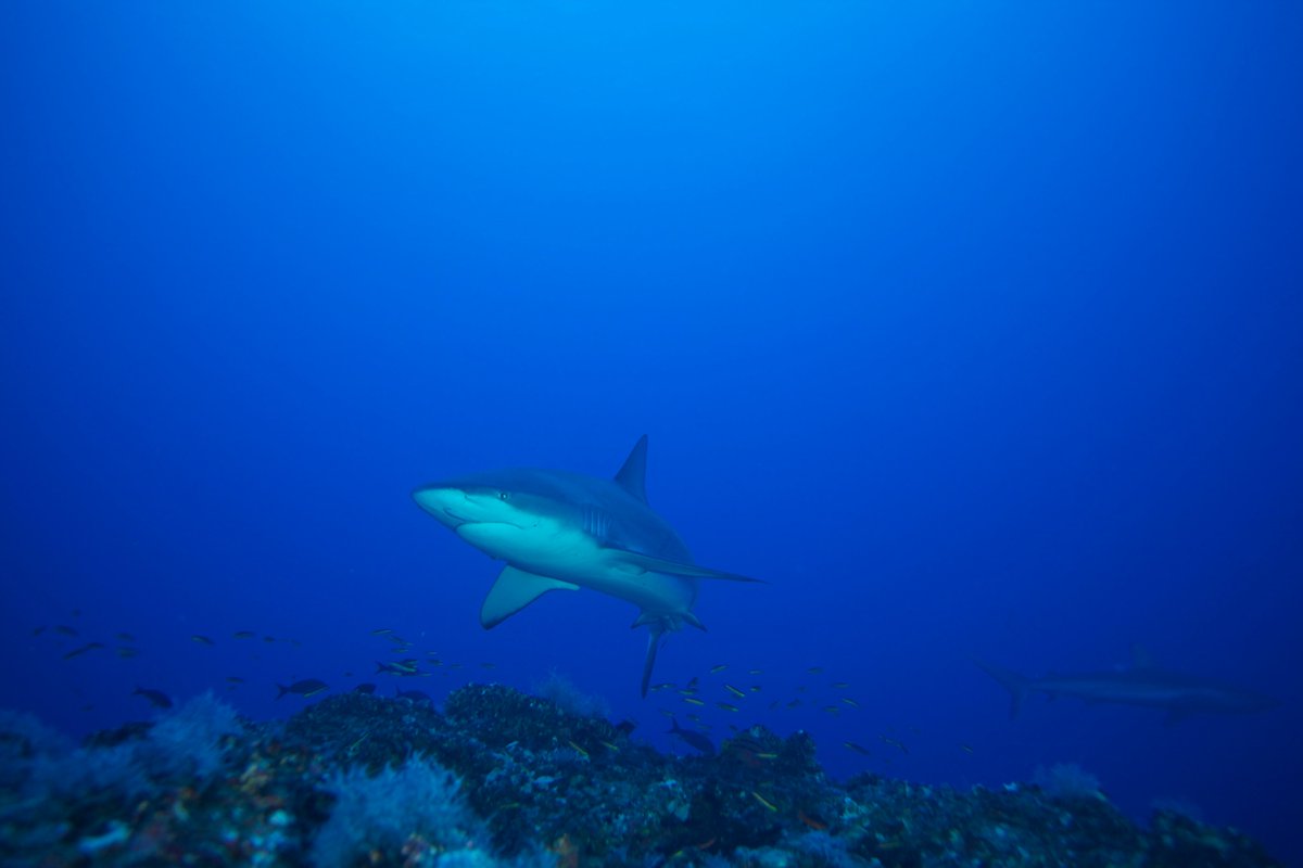MissionBlue's tweet photo. The Cocos-Galápagos Swimway Hope Spot connects the MPAs of the Galápagos and Cocos islands. While these destinations are preserved and regulated, the space between needs to be protected as well in order to truly care for migratory marine species.   

📸 Nonie Silver https://t.co/FVYrl5HS3e