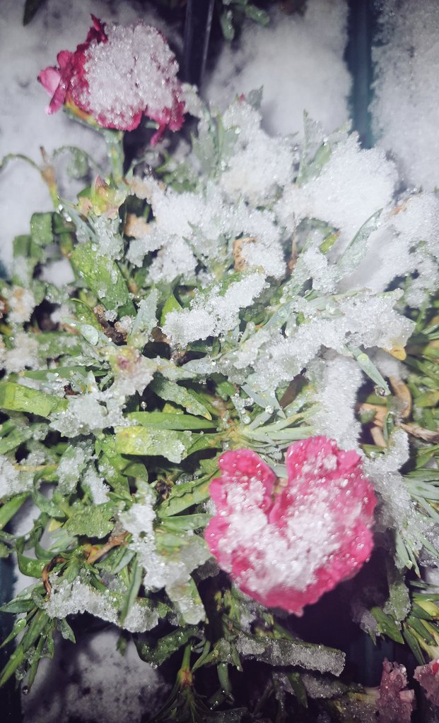 Guten Morgen aus dem verschneiten Norden ❄️☃️