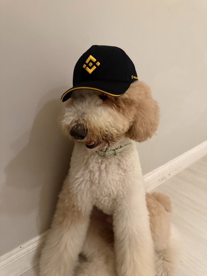solo_ventures's tweet photo. Your Last Chance To Load Up $FUR Before Valhalla. 

$Fur is for fur-ture and culture 🐕🔥🚀 https://t.co/3Q1EcUqMND