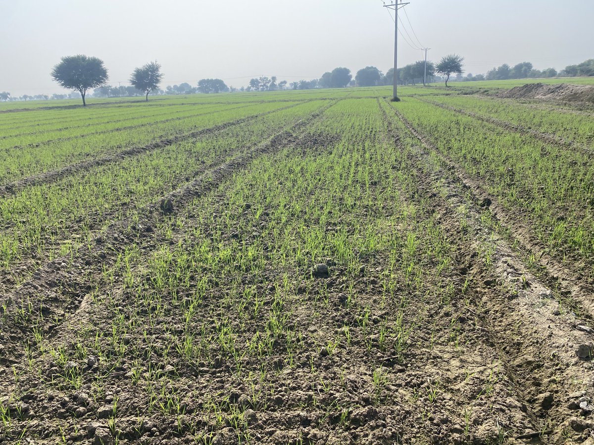 Today visit. 
Wheat crop now on First irrigation