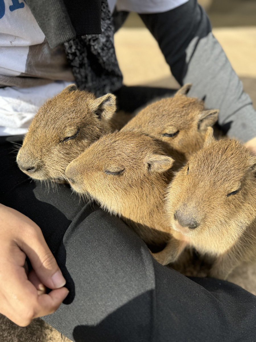 アニキンの子カピに会って来ました
何故か子カピにモテました、今がモテ期
#アニマルキングダム #伊豆アニマルキングダム #カピバラ #capybara