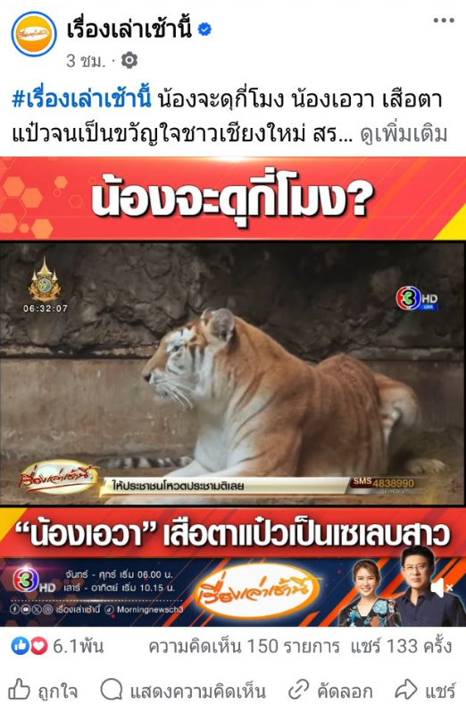 avathecutetiger's tweet photo. 🌅 Thailand’s Morning News Highlights the Adorable Golden Tiger 🐯✨

Meet the golden tiger, nicknamed “Nong Ava”, who has captured hearts nationwide with her stunning beauty! 💛👑 With her gorgeous, soulful eyes 👀 and a princess-like aura 👸, she exudes the grace of a true celebrity.

Thai fans can't help but playfully ask, “When will she show her fierce side?” 😏🔥 Nong Ava has already gone viral, reminding many of the early days of the famous “Moo Deang” craze.

A true golden tiger shining in the spotlight! 🌟🐅
$AVA #AVA #GOLDENTIGER  💕 #ChiangMaiNightSafari #ChubbyCatVibes 📷