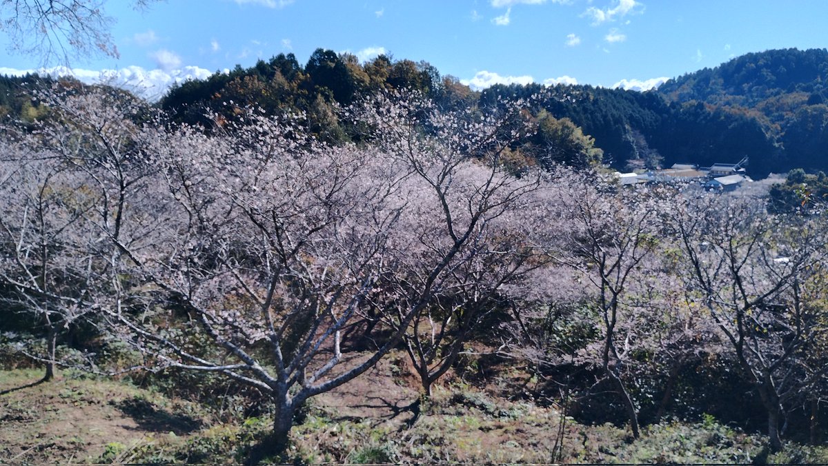 OKKY4's tweet photo. 小原の四季桜綺麗だったわー https://t.co/a5kP8biGGw