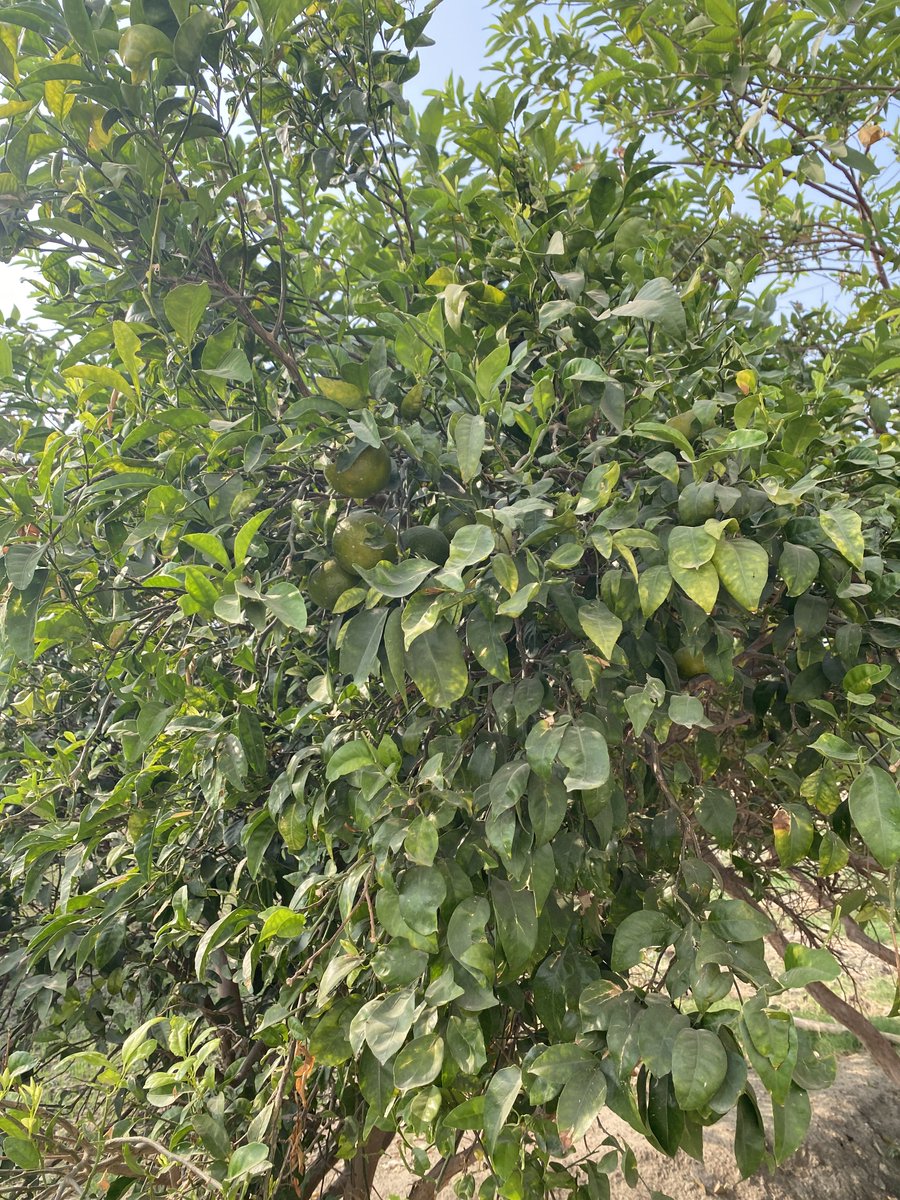 Please describe reasons behind fruit shedding