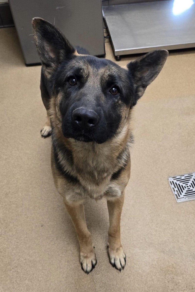 Keith Olbermann's Dogs tweet media