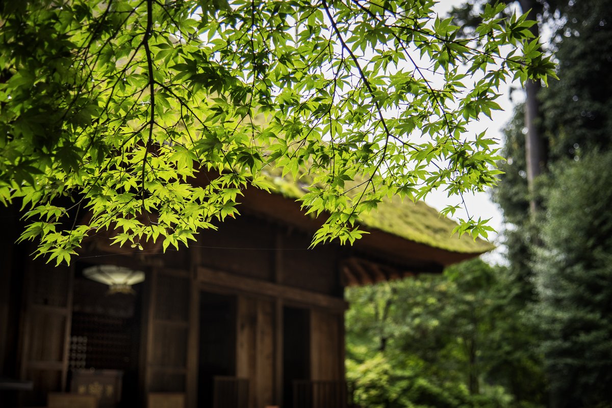 ささやん様よりご投稿頂きました。第72番塩船観音寺「色づいたらまた来たいもみじとお堂」。ご投稿誠にありがとうございます。#フォトコンテスト #巡礼 #御朱印 #関東８8フォトコン