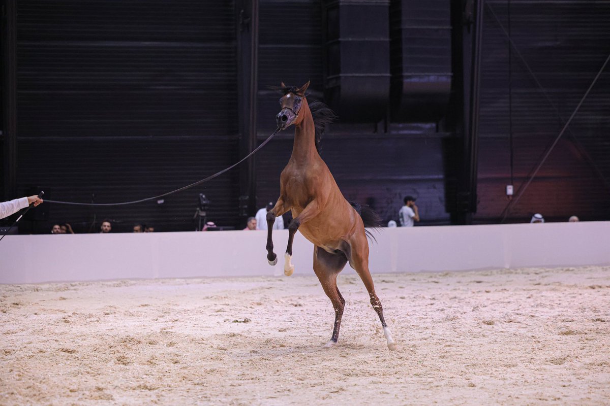 في الخيل متاع النظر في جمالها الخلاب 💎📸#موسم_الرياض #بطولات_خيل