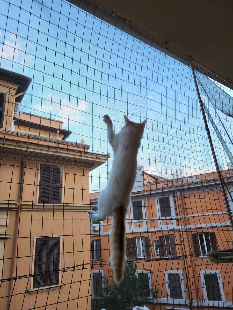 Il gatto van detto anche gatto nuotare, perché ama l’acqua, sarà ma questo lo chiamerei gatto scalatore 😀😀!