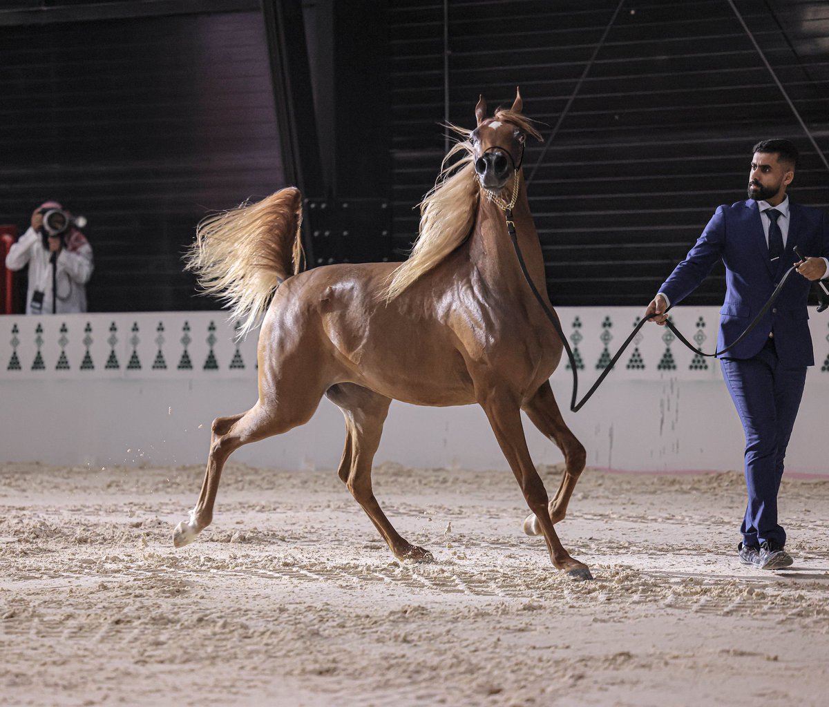 زاهية في حسنها وطلتها هكذا هي الخيل 💎#بطولة_منيفة_جمال_الخيل #تصويري #موسم_الرياض