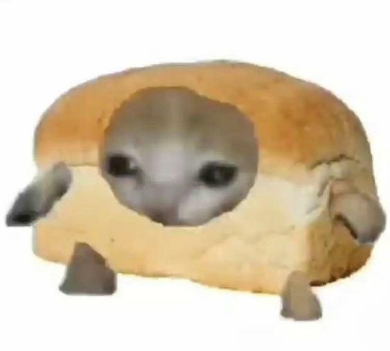kim_Marsx's tweet photo. I'm super bullish on cat memes in crypto, dude. 
This bull run? It's gonna be the cat's era, for sure.
$Inbred cat meme is my jam, man. 
It kicked off back in 2011 and it's been a hit for 13 years now. 
It's all over TikTok too, super funny and easy to meme. 
I'm calling it, this has all the makings of blowing up into a Billions cat memecoin.

Ca：EjzzyCSiLqjFDprpZj8e1zjXmcTG5HPGFRSEoWcJWHh9

@INBREDCATONSOL