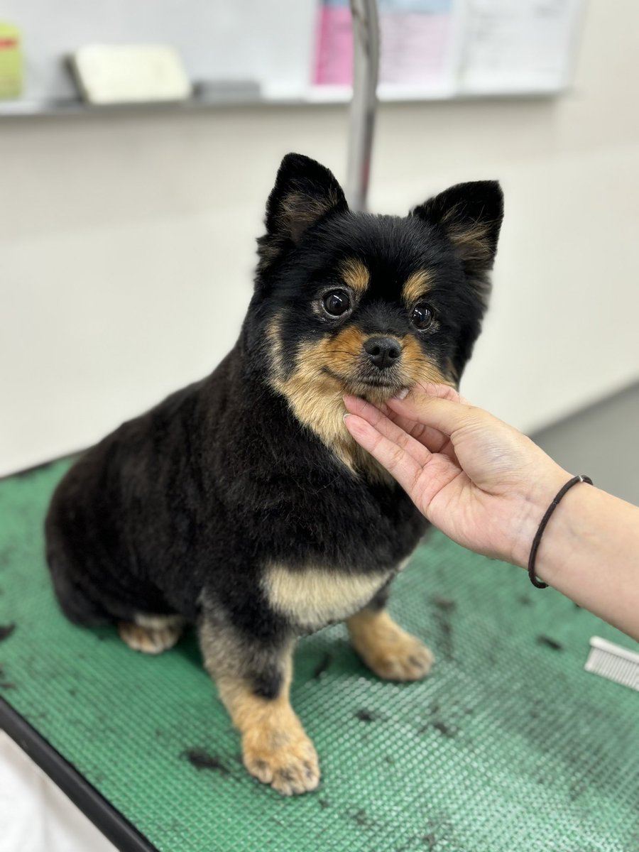 nanba_pet's tweet photo. 可愛くなりました🩵

#ポメラニアン
#タヌキカット
#ブラックタン https://t.co/z2Q9gP79wA