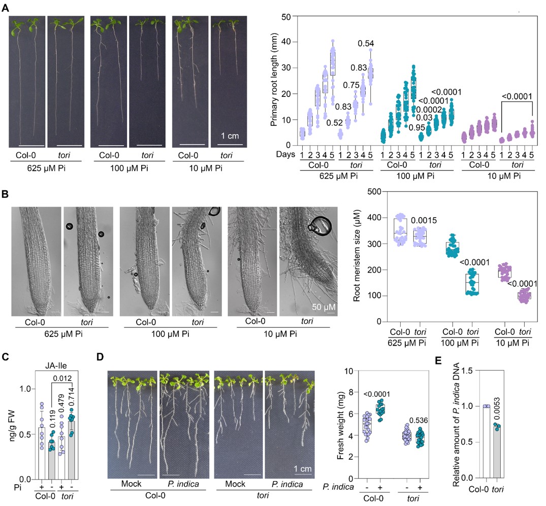 Preprint:
Here we are reporting Arabidopsis TOR kinase regulates phosphate signaling response by regulating PHR1 protein abundance. TOR-PHR1 signaling also regulates the association of beneficial fungus. 

Enjoy it with your morning tea. 
Suggestions pls. 
biorxiv.org/content/10.110…