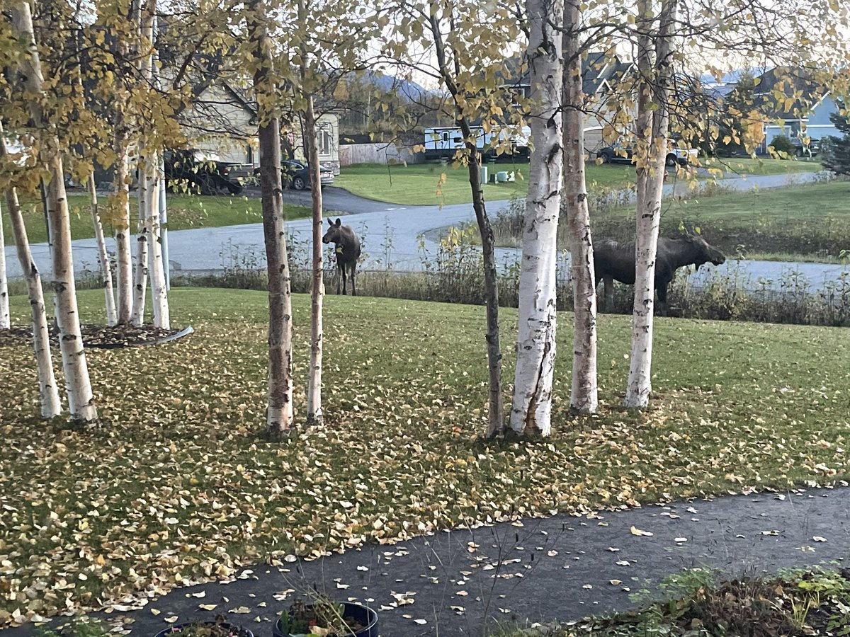 I needed to post something other than CC or Iowa 🏀.  
Wildlife in the ‘hood.  (9/24)