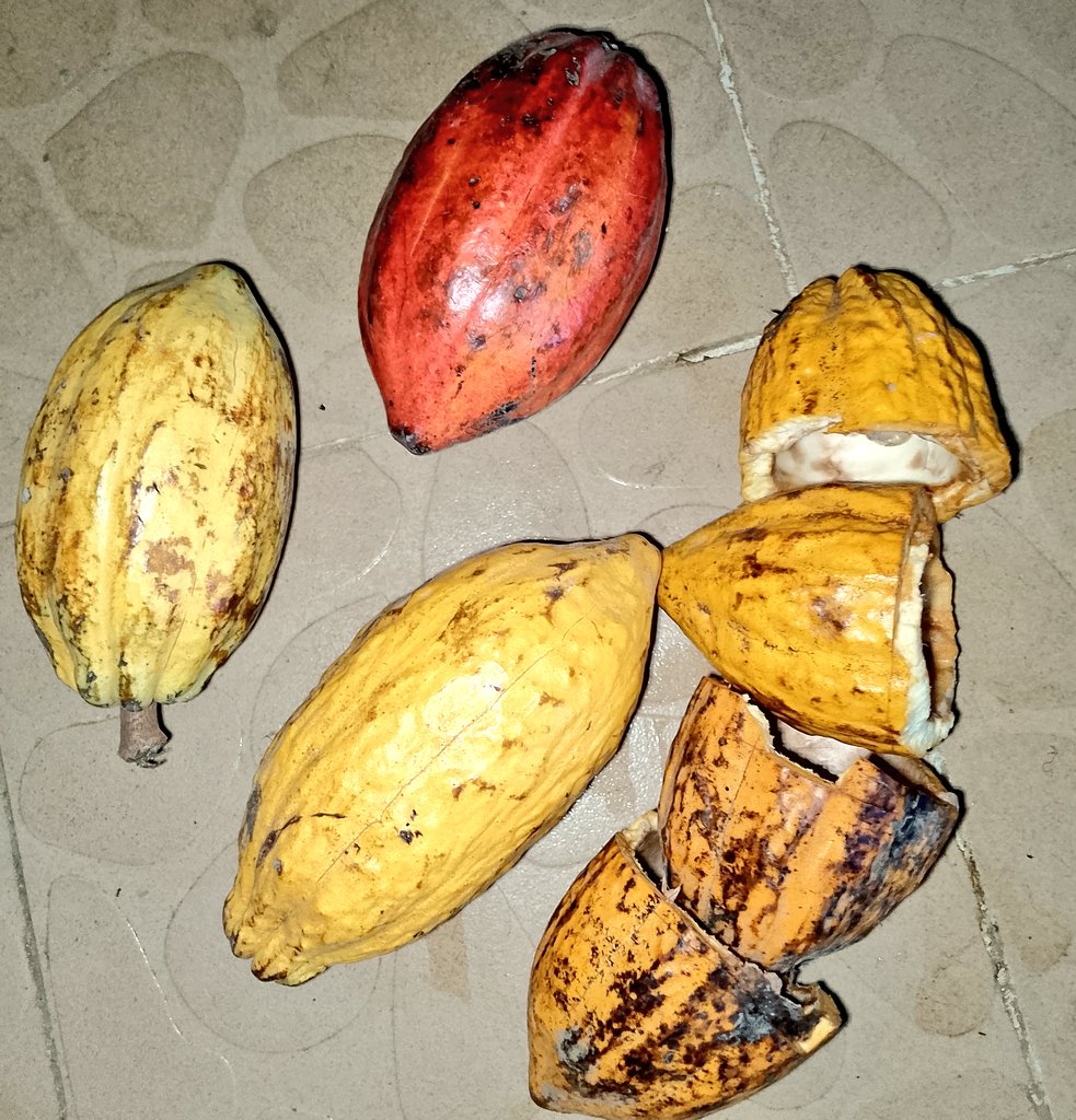 #LSBrownCrudeProject
Documenting the step by step approach to setting up our Cocoa Nursery. 

First thing is to select cocoa pods from a tree/trees with good qualities, both productive and phytosanitary.

Here we have 3 different varieties to put to test.