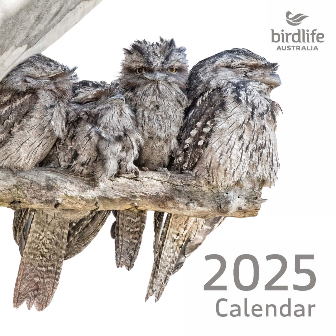 The bird word is out 🦜– our 2025 calendar is available for pre-order now! 📅

Order your copy here: birdlife.org.au/product/2025-c… and help support our urgent conservation work across the country 💚

📸 Tawny Frogmouths by Rebecca Harrison