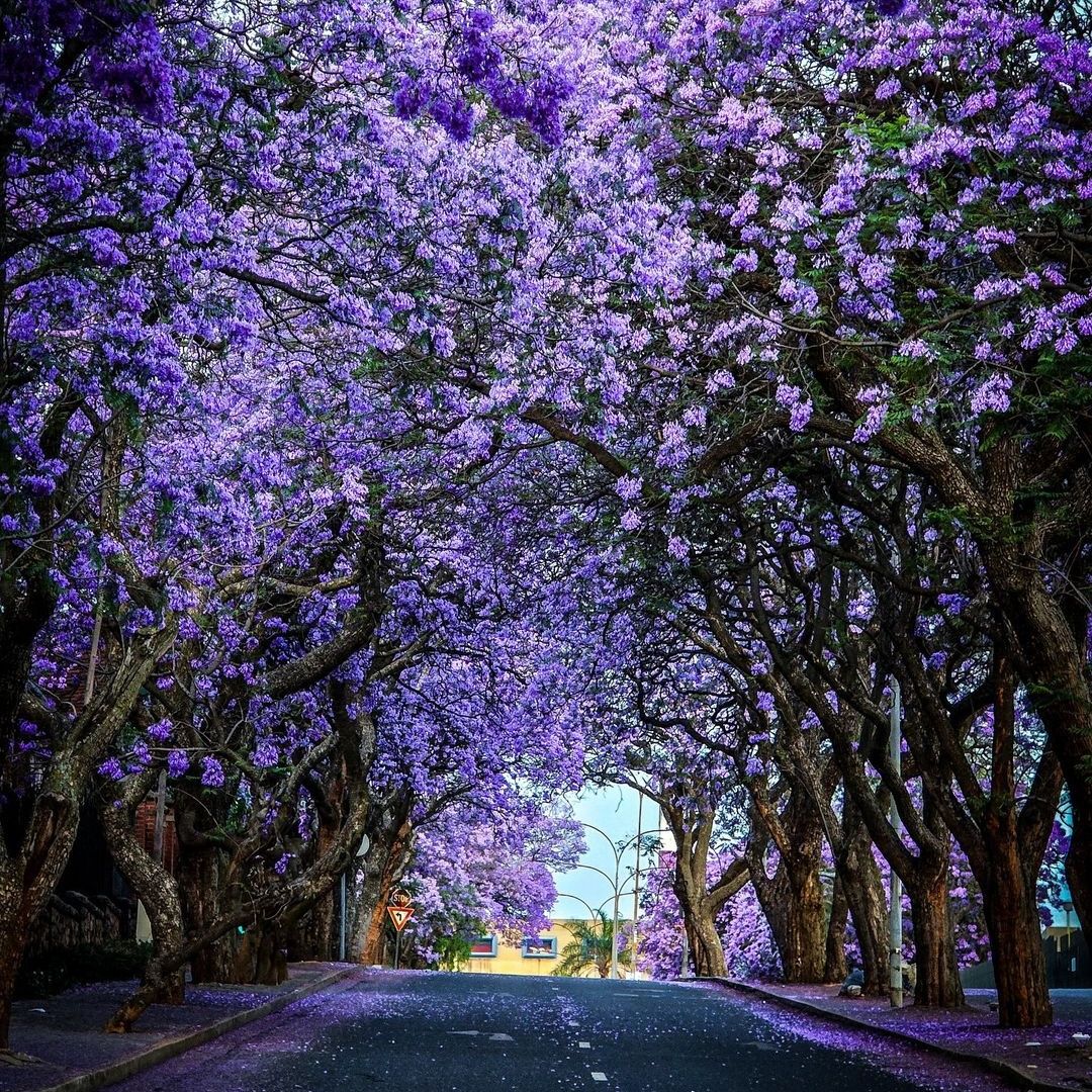 Johannesburg In Your Pocket 📚 tweet media