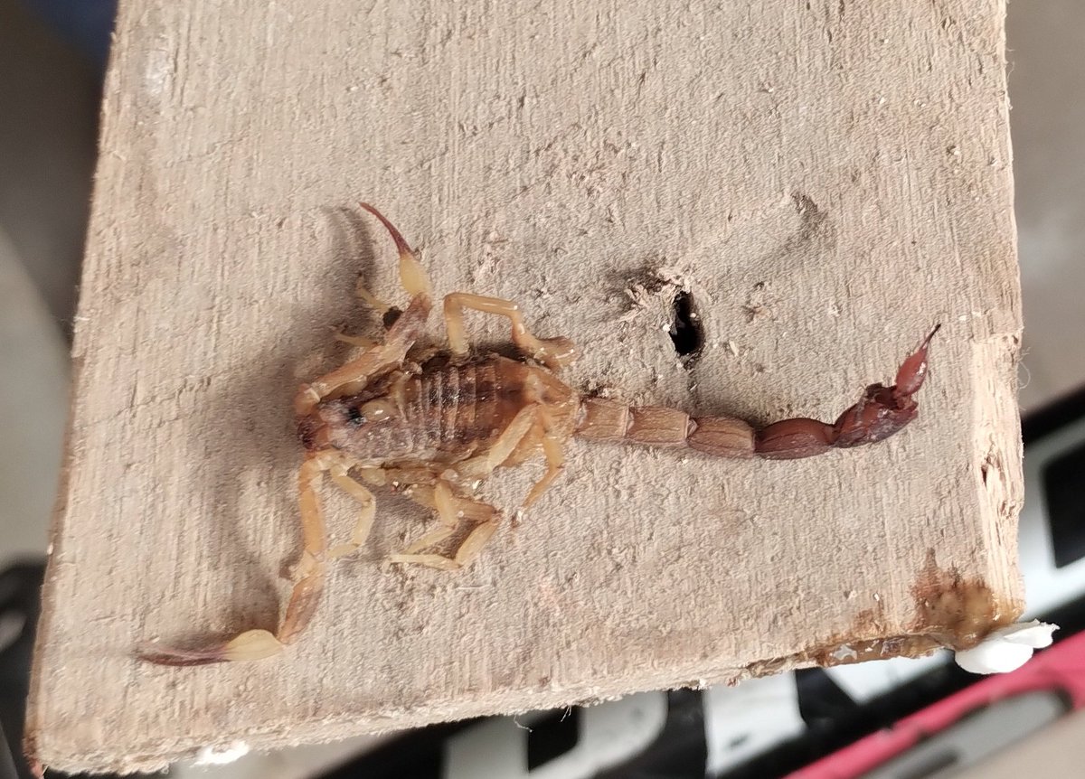 CeciVel_1's tweet photo. @Arachno_Cosas Buenas, por lo que veo en la imagen que comparte, es venenoso 🦂😶 https://t.co/4JhZ6MbHEP