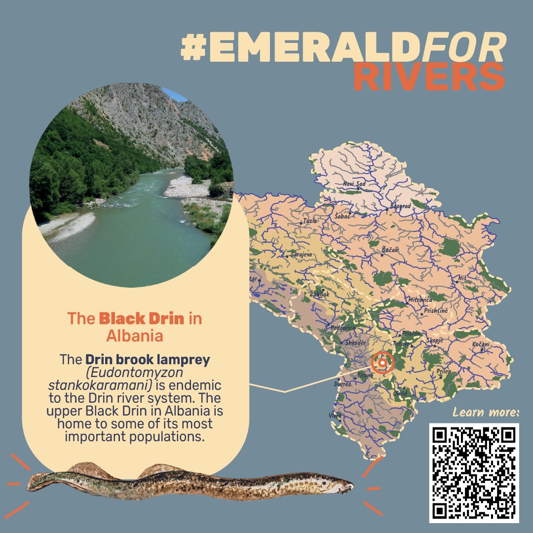 🌿 Only the upper part of Black Drin in Albania still flows free, but it is home to unique biodiversity. Expanding the Emerald Network can protect this vital ecosystem and its rare species. Let’s urge Albania to stand for its rivers at the #BernConvention 🌊🌍 #EmeraldForRivers