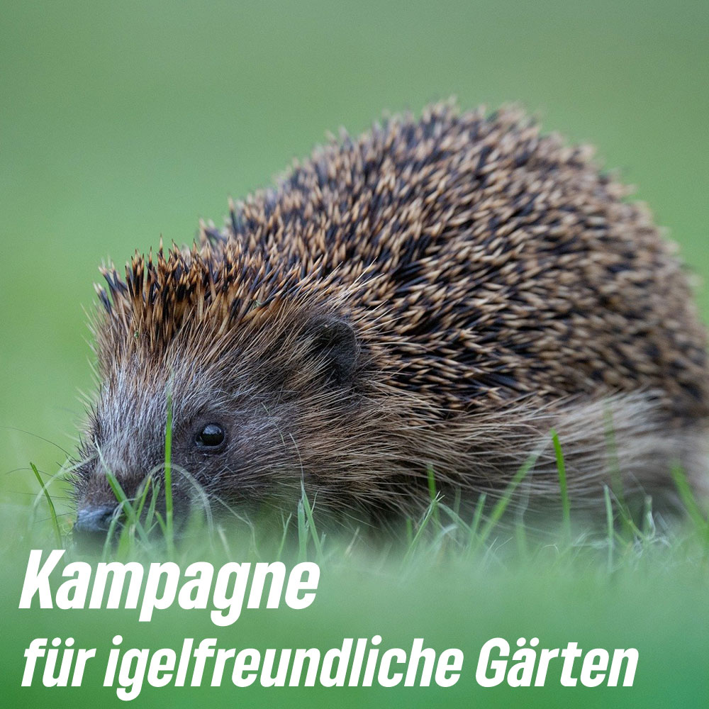 Wir beantragen eine Aufklärungskampagne zum #Igelschutz in #Erlangen. #Igel stehen nun auch auf der Roten Liste. Ihre Population ist stark zurückgegangen - eine der Hauptursachen sind zu „aufgeräumte“ Gärten und #Mähroboter gl-erlangen.de/igelschutz