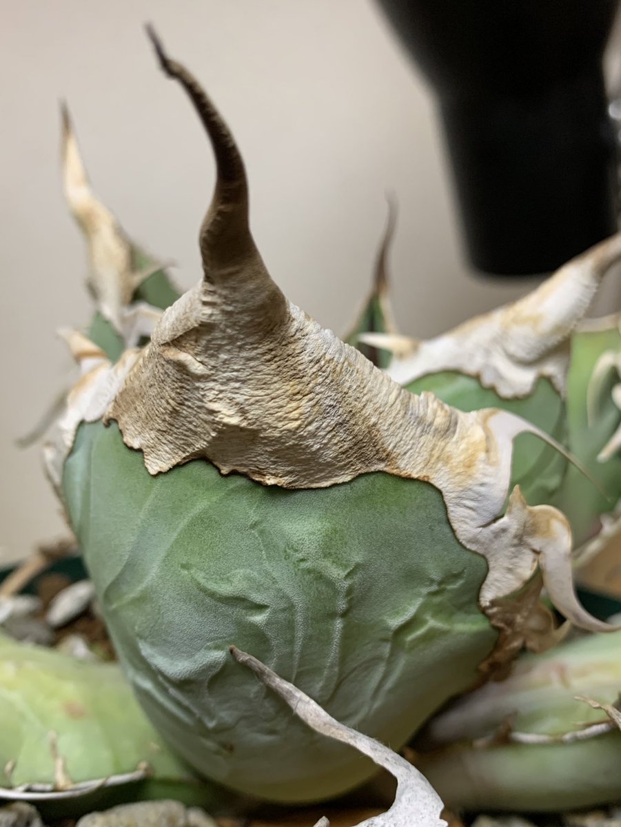 最高のポテンシャルを秘めた株