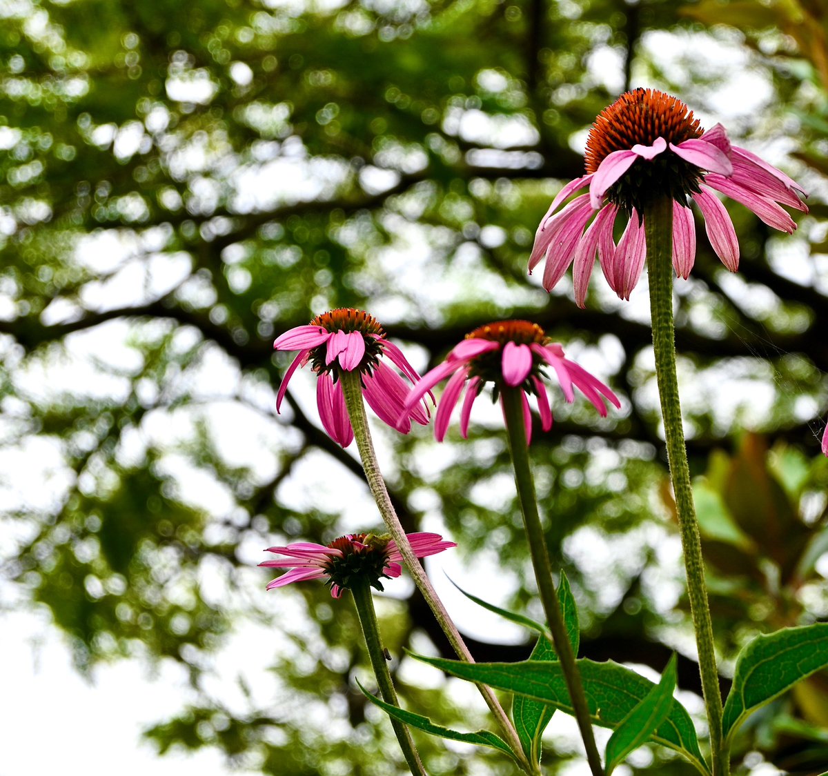 91DaysofSpring's tweet photo. Under the poinciana tree… #echinacea #flowers #springday82 #inmygardentoday 🩷 https://t.co/wpQZt0PFHf