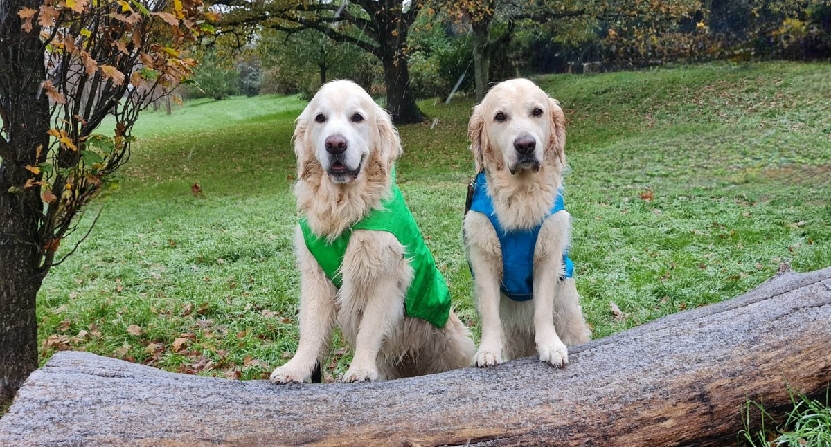 Furzey & Thor⚡ tweet media