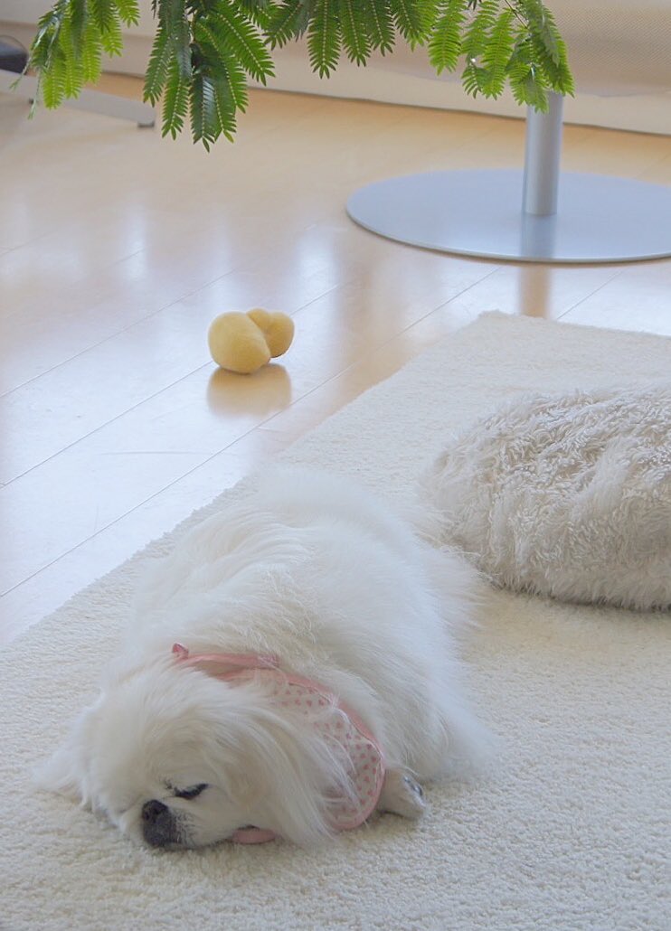 Vertigo_NM's tweet photo. fall asleep from playing much 🐶💤🐣
#Pekingese
#MilfyThePekingese
#Tomboy
#MyFavoriteToy
#Sleepie
#AutumnVibes
#HolidaySeason
#HappyHolidays
#HappyThursday
#HaveAPeacefulDay https://t.co/60Tz26UpQI