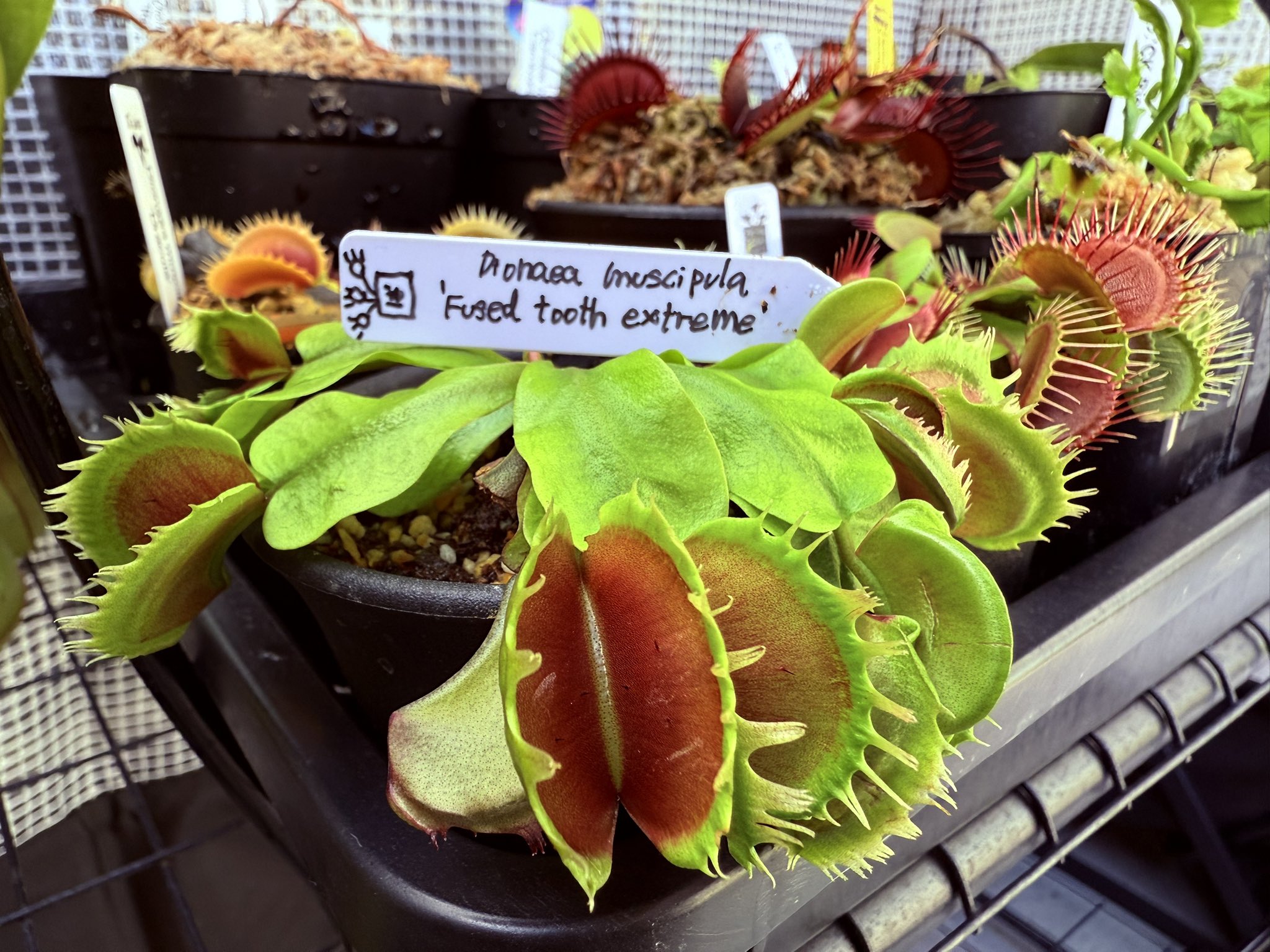 食虫植物祭2024 - Carnivorous Plants Carnival 3 食虫植物祭2024 - Carnivorous Plants Carnival 3
