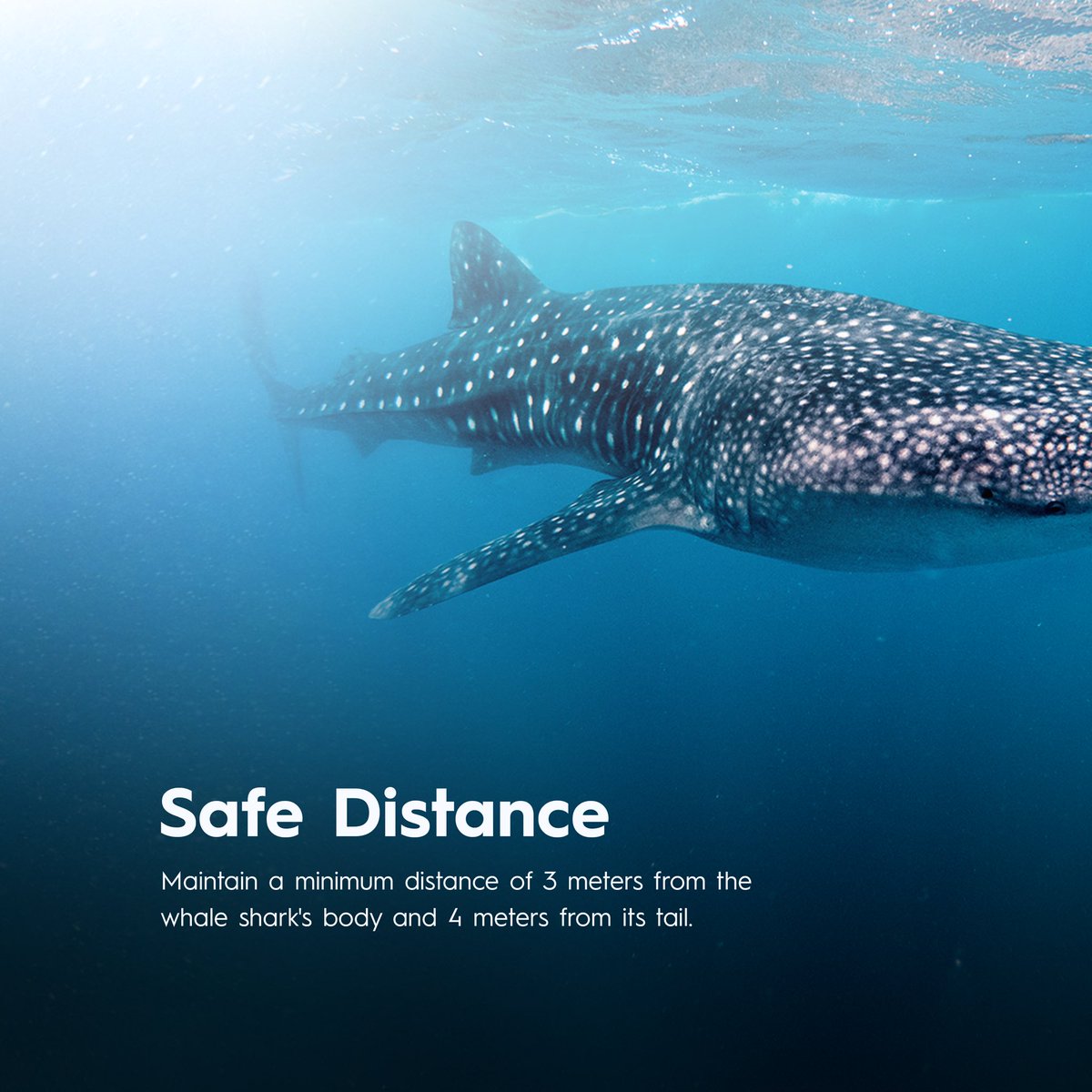 Whale Sharks Quotes The Big Questions Remaining About Whale Sharks