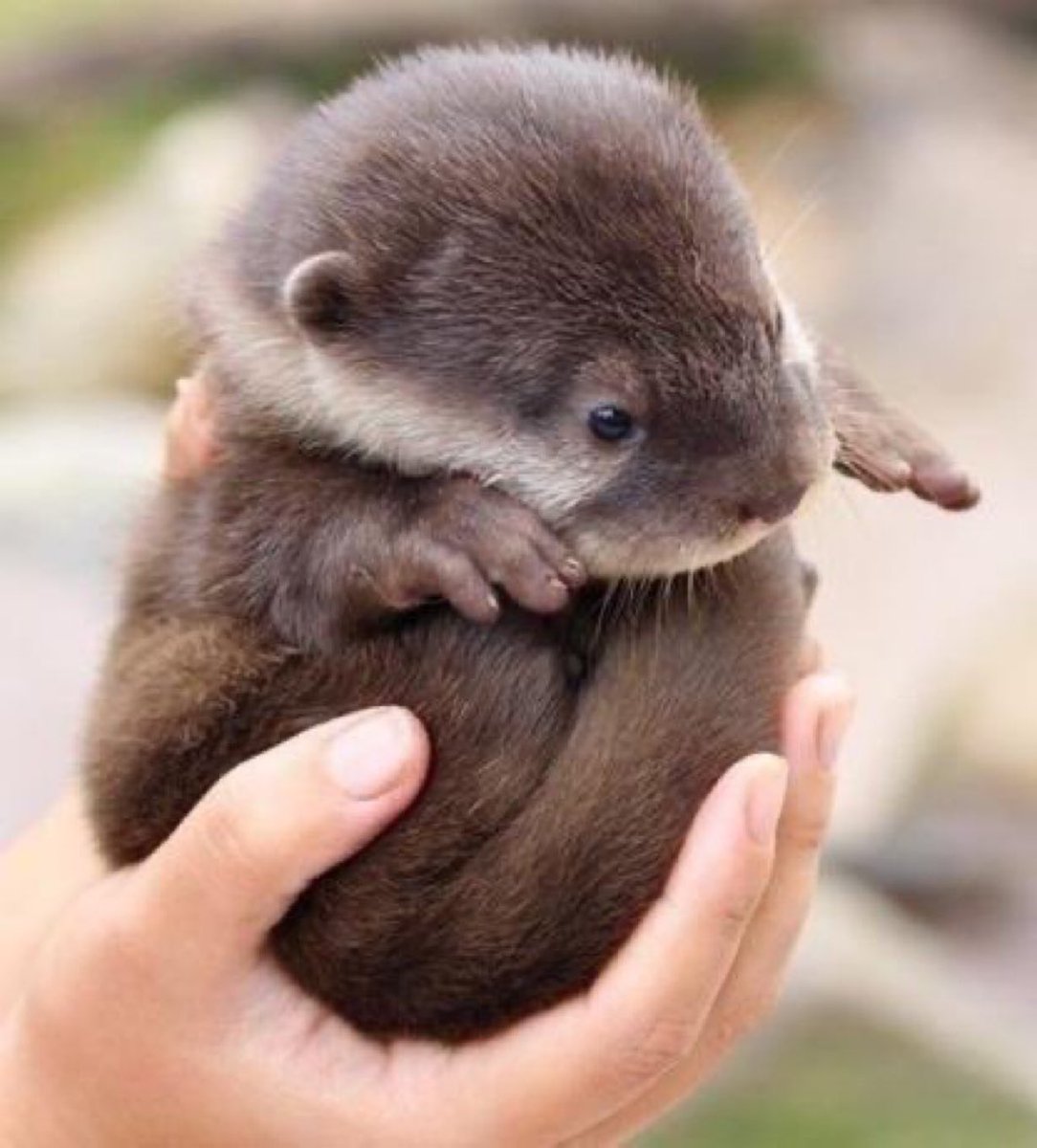 手のひらに収まる
カワウソの赤ちゃん