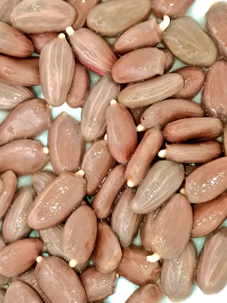 4 days after soaking, our seeds are beginning to show rootlets, which tells us that they are almost ready for showing into the already awaiting nursery bags.
#LSBrownCrudeProject