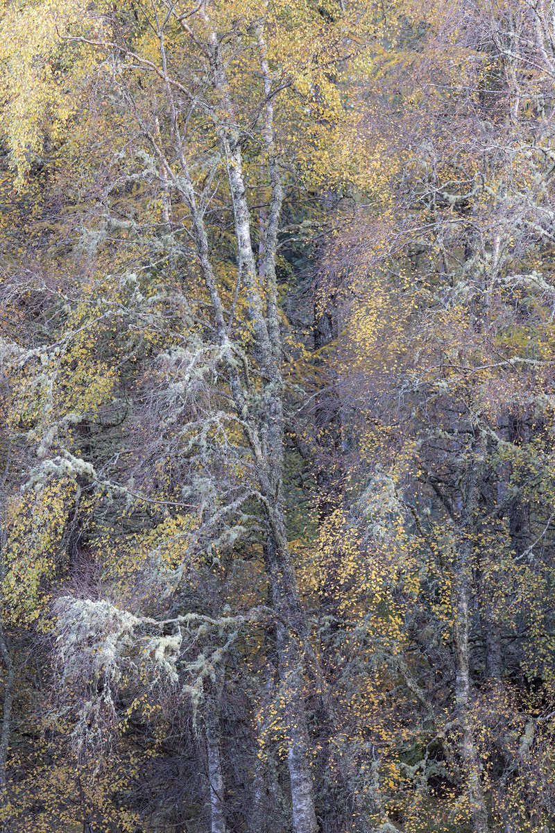 A wee bit of autumn which caught my eye recently.