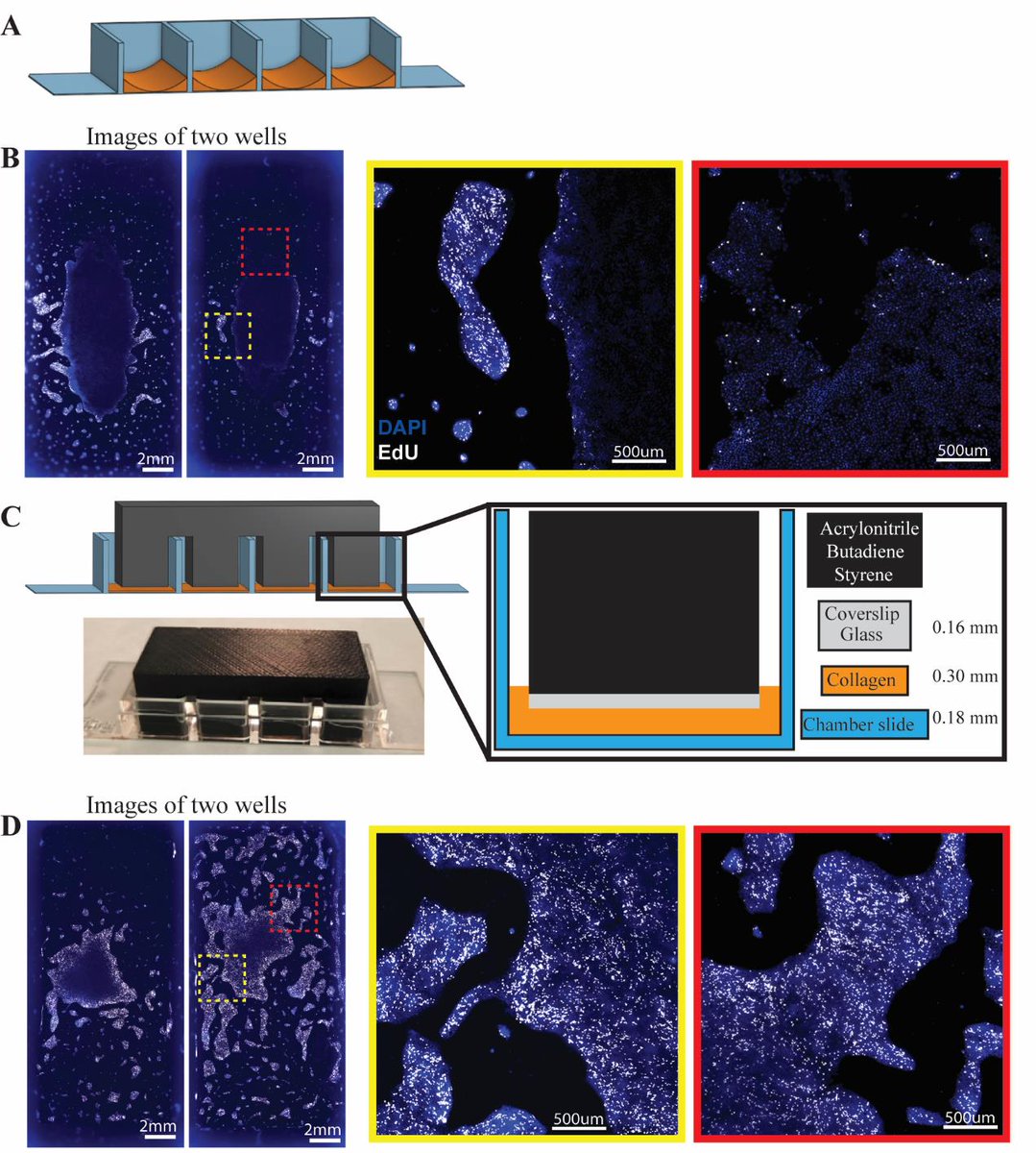 Bio-protocol (@bioprotocolbyte) on Twitter photo Preparing Chamber Slides With Pressed Collagen for Live Imaging Monolayers of Primary Human Intestinal Stem Cells: bio-protocol.org/en/bpdetail?id…
Work by <a href="/JosephBurclaff/">Joseph Burclaff</a> and <a href="/magnesslab/">Magness Lab</a> at <a href="/UNC/">UNC-Chapel Hill</a> and <a href="/NCState/">NC State University</a>.
#Reproducibility #LifeSciences #StemCell Preparing Chamber Slides With Pressed Collagen for Live Imaging Monolayers of Primary Human Intestinal Stem Cells: bio-protocol.org/en/bpdetail?id…
Work by <a href="/JosephBurclaff/">Joseph Burclaff</a> and <a href="/magnesslab/">Magness Lab</a> at <a href="/UNC/">UNC-Chapel Hill</a> and <a href="/NCState/">NC State University</a>.
#Reproducibility #LifeSciences #StemCell
