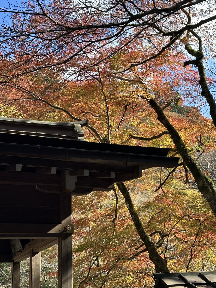 yu3111535's tweet photo. 貴船神社少しだけ紅葉🍁
絵馬の発祥なんだね。
#貴船神社　#紅葉　#パワースポット　#スピルチアルスポット#京都 https://t.co/ClwPoWO3M3