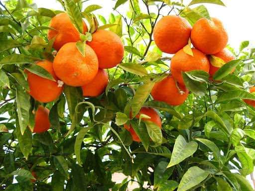 Frutunda's tweet photo. With proper care, tangerine trees can start producing fruit in as little as 2-3 years and provide high yields for decades. Plus, they require minimal maintenance compared to other crops, and their market demand continues to grow thanks to their health benefits and versatile uses. https://t.co/3iK2UCjl8Y