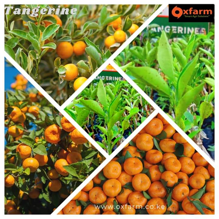 Frutunda's tweet photo. With proper care, tangerine trees can start producing fruit in as little as 2-3 years and provide high yields for decades. Plus, they require minimal maintenance compared to other crops, and their market demand continues to grow thanks to their health benefits and versatile uses. https://t.co/3iK2UCjl8Y