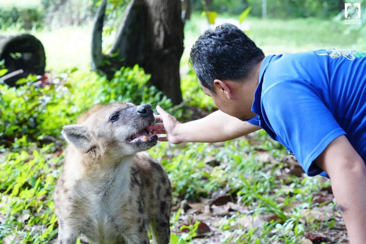 and_khamoo's tweet photo. ที่นี่เค้าเลี้ยงสัตว์ยังไงนะ ที่เขาเขียวเราเปลี่ยน
พี่เลี้ยงจุ้มไปตั้งหลายคนแล้วนะ 
ขอบคุณรูปภาพจาก #เชียงใหม่ไนท์ซาฟารี Chiang Mai Night Safari

#hippo #PygmyHippo #ขาหมูแอนด์เดอะแก๊ง #หมูเด้งจะเด้งกี่โมง #Moodeng #พี่ขาหมู #สวนสัตว์แปลกเขาเขียว https://t.co/quqC1iAUCy
