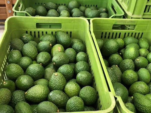 ChineseEmbTZ's tweet photo. The first-ever container loaded with avocados grown in Tanzania, worth $18,500, arrived in China on Monday, enhancing business prospects of Tanzanian farmers and exporters. https://t.co/QPcFFPj62D